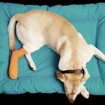 Boulevard Animal Hospital Profile Picture