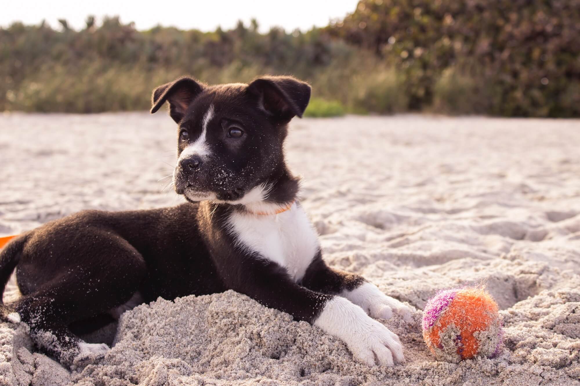 Dog Food Delivery Squamish | Locally Made Products for Dogs | Canadian Naturals Cat Food - O'Brien Pet Food Store