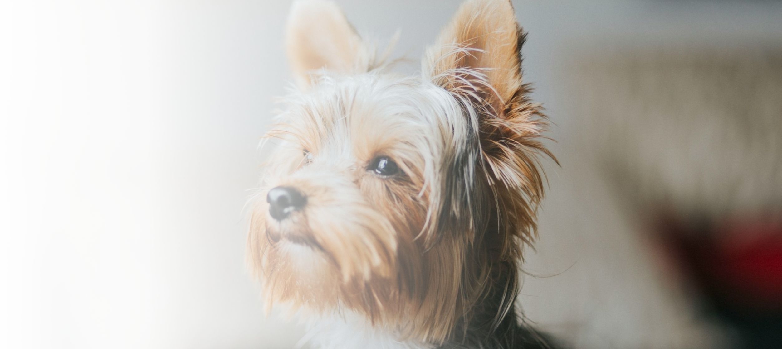 Emergency Dog Vet Care and Dog Hospital in South Calgary