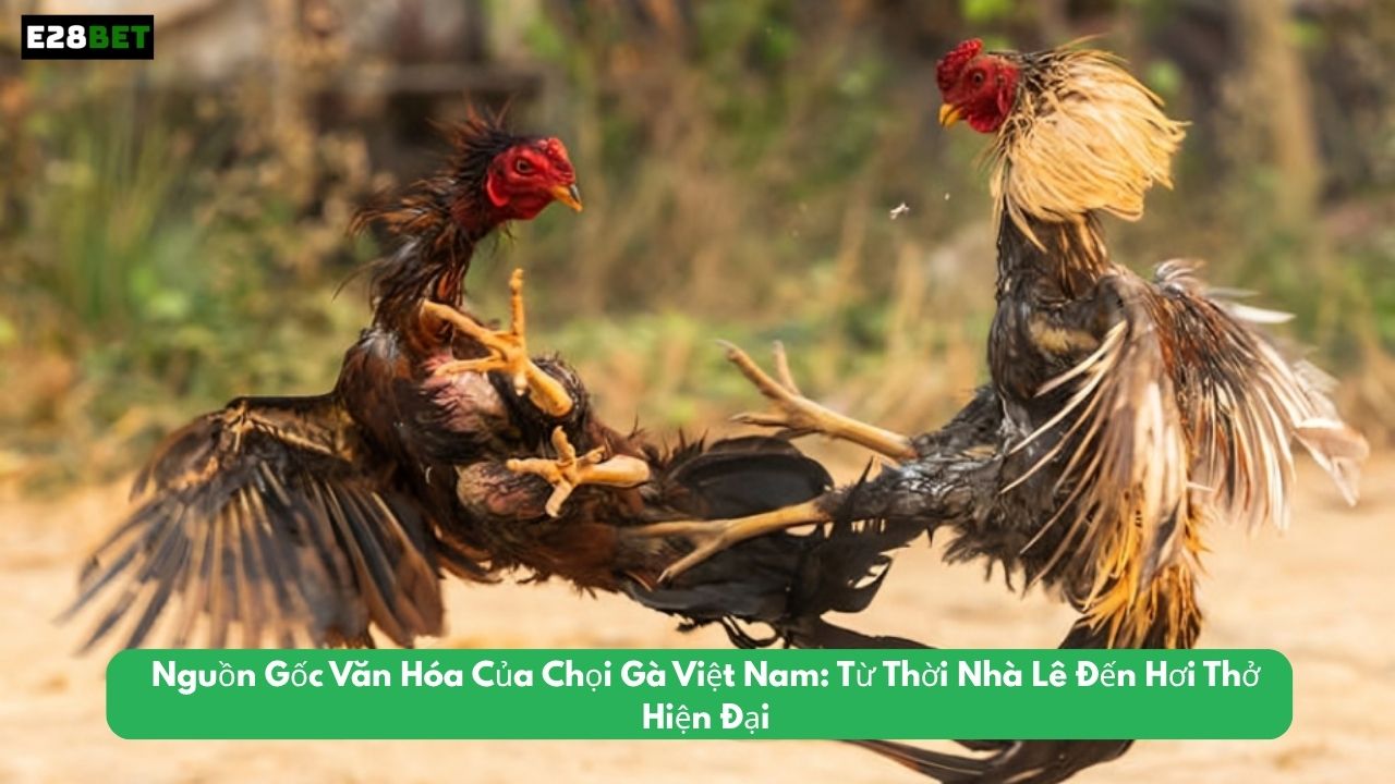 Nguồn Gốc Văn Hóa Của Chọi Gà Việt Nam: Từ Thời Nhà Lê Đến Hơi Thở Hiện Đại