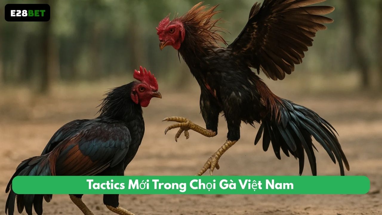 Tactics Mới Trong Chọi Gà Việt Nam: Đòn Phòng Ngự So Với Đòn Tấn Công Mạnh Mẽ