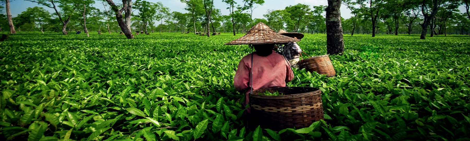 North East India Tour Package: Scenic Hills & Tribal Cultural Tour