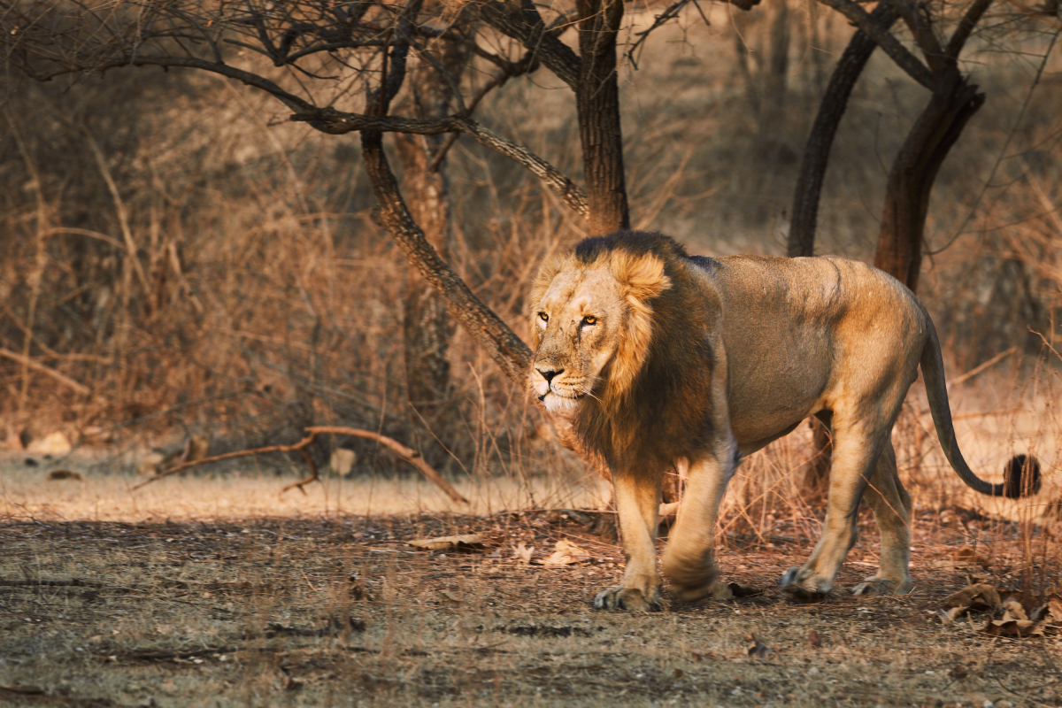 Gujarat Wildlife & Pilgrimage Tour Package: GeTS Holidays