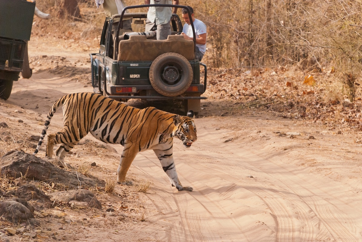 Golden Triangle with Tiger Safari Tour Package: GeTS Holidays