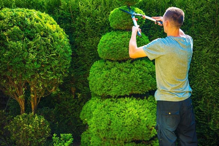 When and How Often Should You Trim Hedges? A Seasonal Pruning Calendar | Pearltrees
