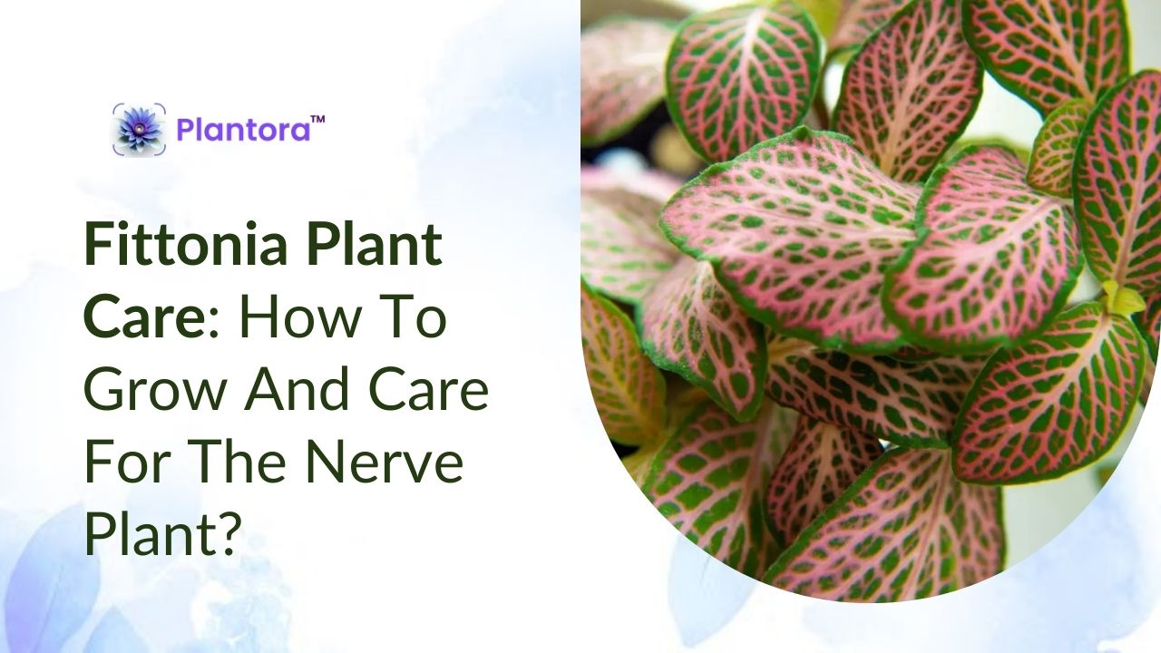 Fittonia Plant Care: How To Grow And Care For The Nerve Plant? - Plantora