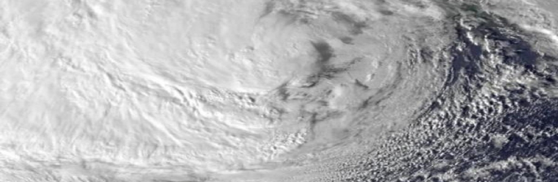 Team Gale Tree Service Cover Image