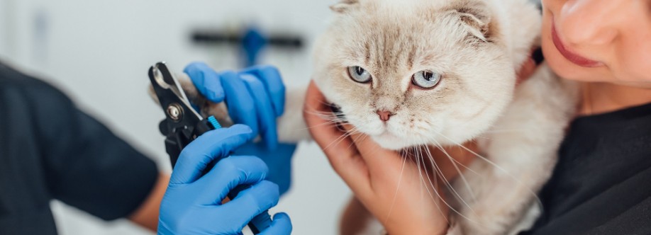 thegroomer Profile Picture