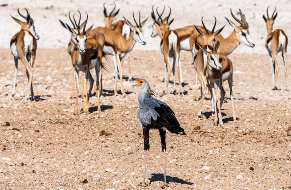 Affordable Safari Tours: Kenya, Rwanda, Tanzania & Uganda