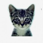We Love Cats and Kittens Profile Picture