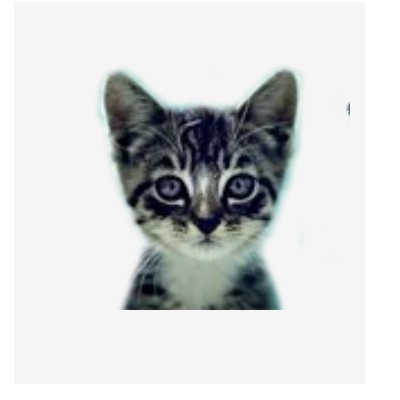 We Love Cats and Kittens Profile Picture
