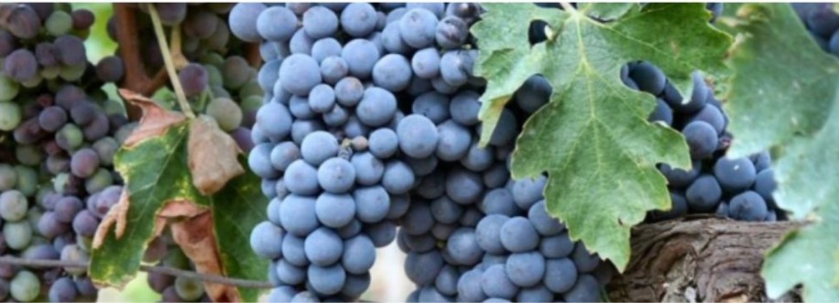 Red Dot Wine Cover Image