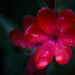 udayveer123 Profile Picture