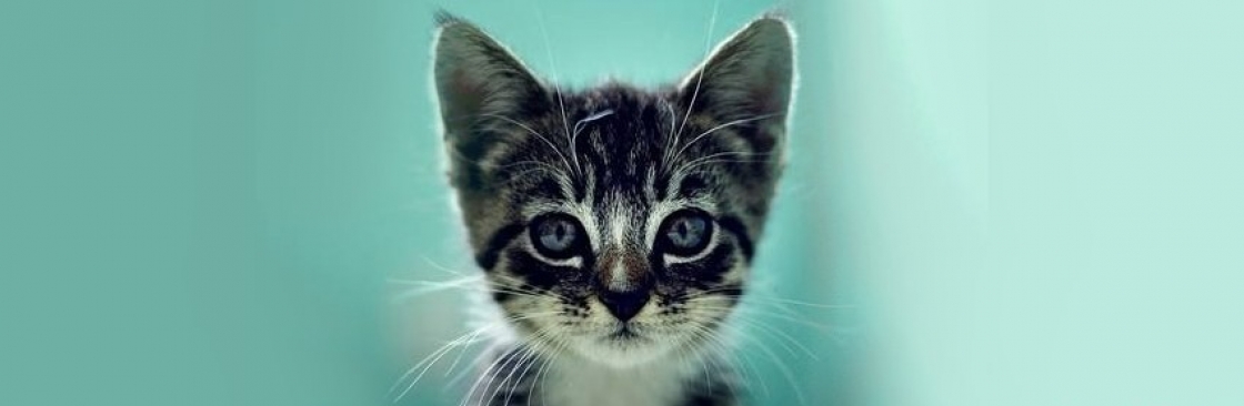 We Love Cats and Kittens Cover Image