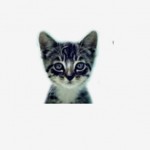 We Love Cats and Kittens Profile Picture