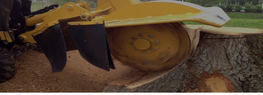 Tree Kings Cover Image