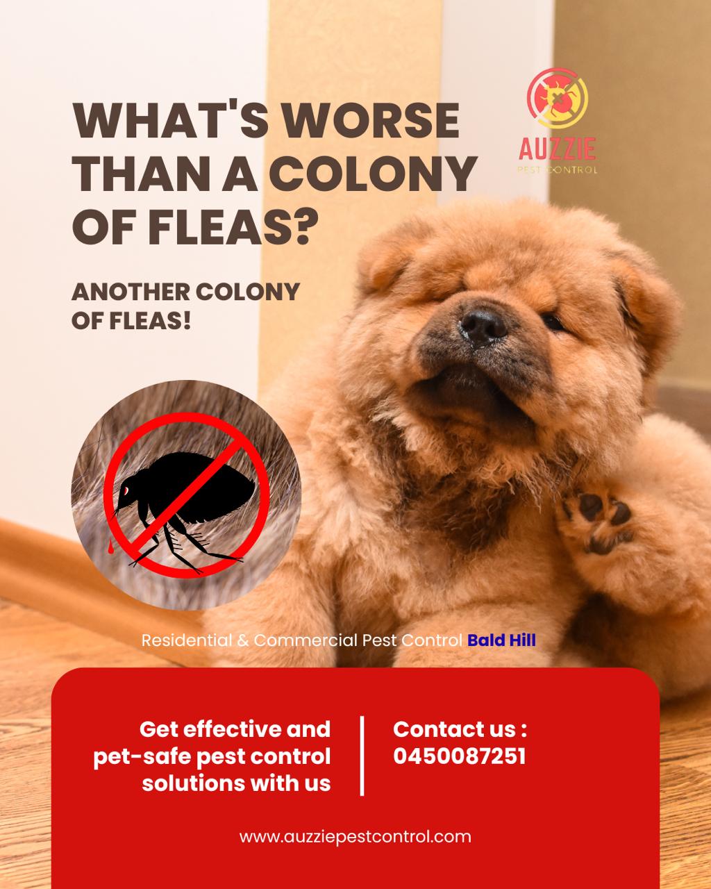 Pest Control Services in Bald Hills | Pest Control in Bald Hills