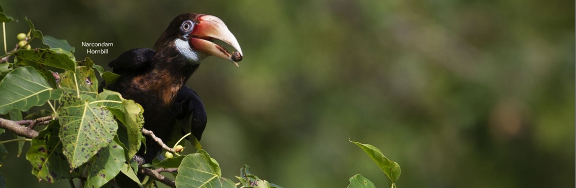 India Birding Tours Cover Image