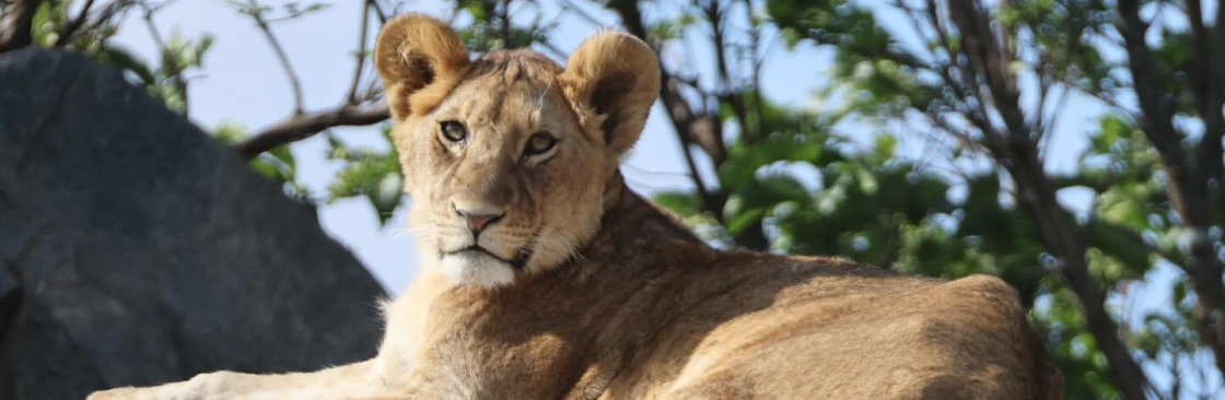 Amshar Serengeti Cover Image